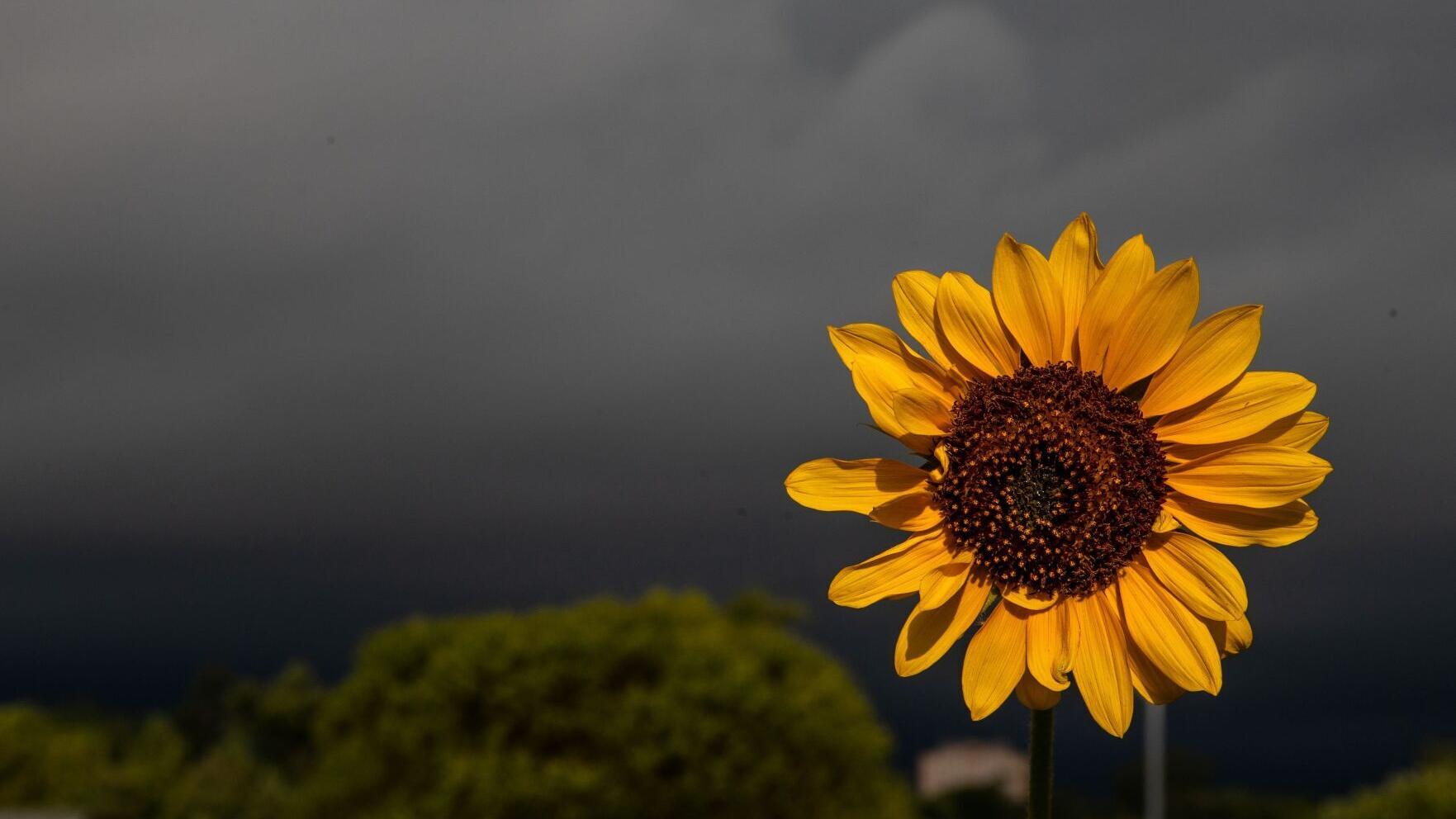 City Council approves resolutions in support of a climate action plan and affordable housing plan